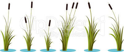 Set of variety autumn reeds with leaves on stem. Reed plant. Flat vector illustration isolated on white background. Clip art for decorate cartoon