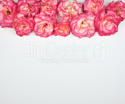 blooming buds of pink roses on a white background, copy space