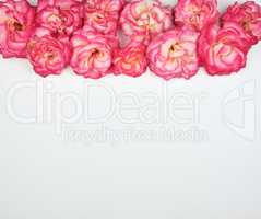 blooming buds of pink roses on a white background, copy space