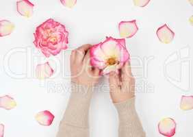 two hands of a young girl with smooth skin and pink rose petals