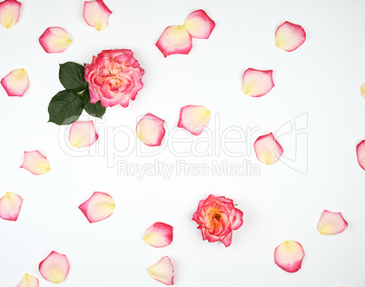scattered chaotically pink petals on a white background