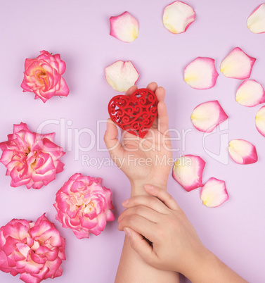 female hands hold red heart, purple  background with pink rose p
