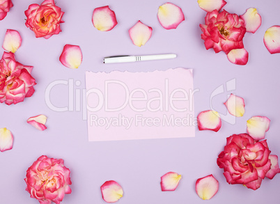 empty pink paper sheet and buds of pink roses, festive backgroun