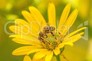 honey bee on a yellow flower in summer in Germany