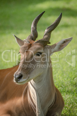 Close-up of common eland lying turning head