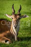 Close-up of common eland lying facing camera