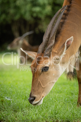 Close-up of common eland with another behind