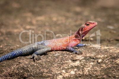 Close-up of Spider-Man agama lying on rock