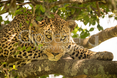 Close-up of leopard lying on leafy branches
