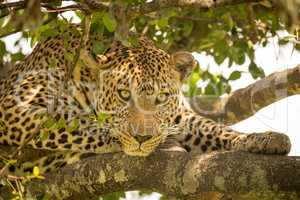 Close-up of leopard lying on leafy branches
