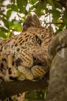 Close-up of sleepy leopard lying in branches