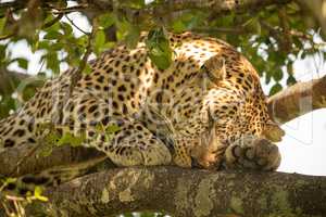 Close-up of leopard lying asleep on branch