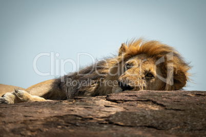 Close-up of male lion lying on rock