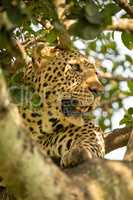 Close-up of leopard lying in leafy branches