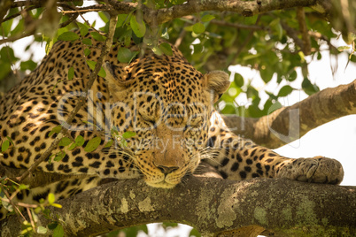 Close-up of leopard sleeping on lichen-covered branches