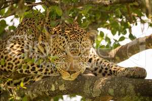 Close-up of leopard sleeping on lichen-covered branches