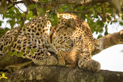 Close-up of sleepy leopard lying on branch