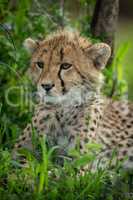 Close-up of cheetah cub lying in shade