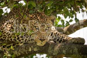 Close-up of leopard lying on lichen-covered branches
