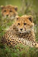 Close-up of cheetah cub lying near bush
