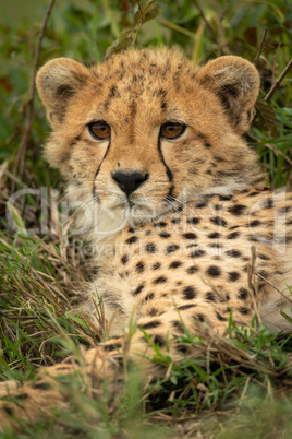 Close-up of cheetah cub resting in grass