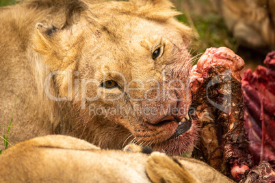 Close-up of lion chewing bones of carcase