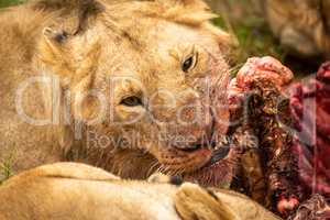 Close-up of lion chewing bones of carcase