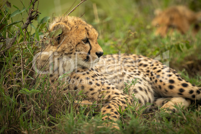 Close-up of cheetah cub lying beside bush