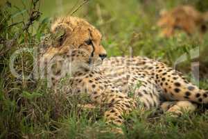 Close-up of cheetah cub lying beside bush