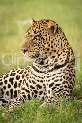 Close-up of male leopard lying in grass