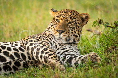 Close-up of sleepy male leopard stretched out