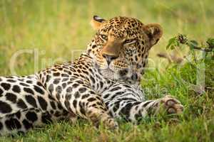 Close-up of sleepy male leopard stretched out