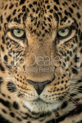 Close-up of male leopard staring down intently