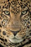 Close-up of male leopard staring down intently
