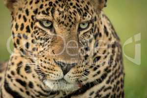 Close-up of male leopard angling head down