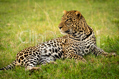 Close-up of male leopard lying raising head