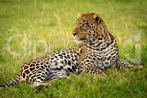 Close-up of male leopard lying raising head