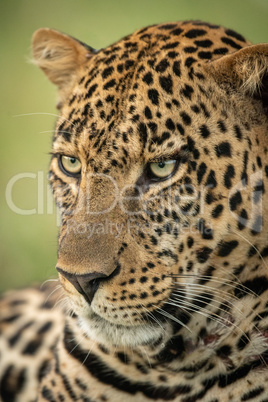 Close-up of male leopard head angled down