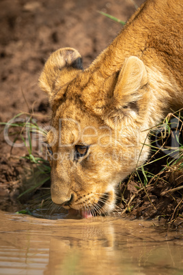 Close-up of lion cub drinking muddy water