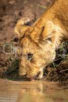 Close-up of lion cub drinking muddy water