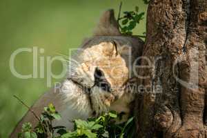 Close-up of lioness resting head on tree