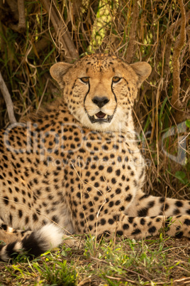 Close-up of male cheetah lying under bush