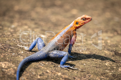 Close-up of male Spider-Man agama on rock
