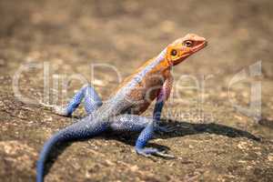 Close-up of male Spider-Man agama on rock