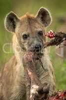 Close-up of spotted hyena gnawing wildebeest leg