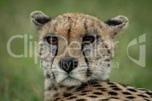 Close-up of cheetah with ears pinned back