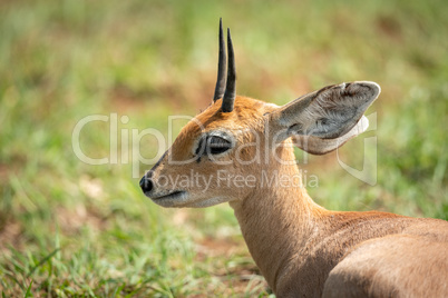 Close-up of steenbok lying on sunny grass