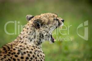 Close-up of cheetah sitting yawning in grass