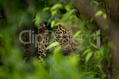 Close-up of leopard seen through leafy bushes