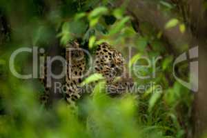 Close-up of leopard seen through leafy bushes